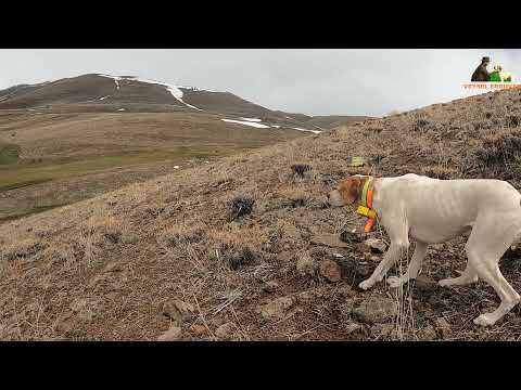2021 tavşan keklik avları Partridge hunt Partridge and