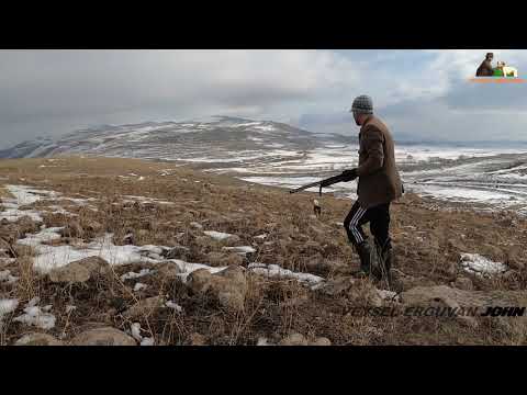 2020 tavşan keklik avları Partridge hunting Partridge and