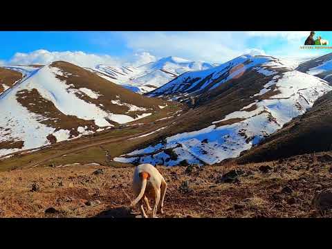 Keklik Avı İngiliz Pointer Av Köpeği Keklik Ferması English