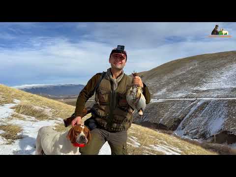 Karda Kınalı Keklik Avı İngiliz pointer av köpekleri ile