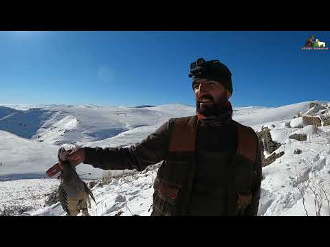 2022 MÜKEMMEL KEKLİK AVI SAHNELERİ KARLI ZİRVELERDE KINALI