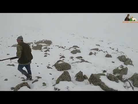 2022Tavşan keklik avları İngiliz pointer Partridge and