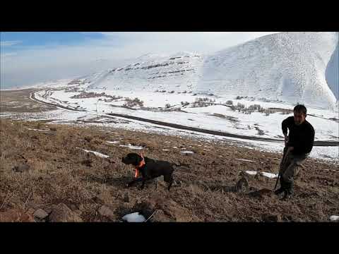 English pointer CESI partridge hunter av köpeği beagle