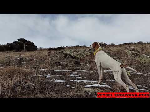 2020 tavşan keklik avları Partridge hunt Partridge and