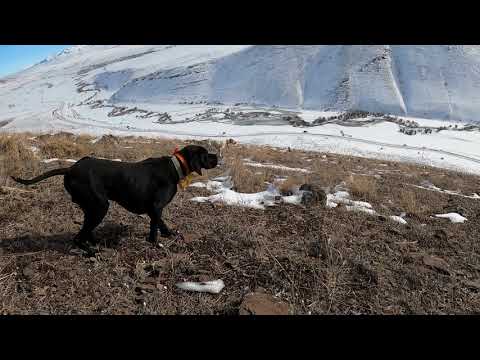 English pointer ARES 2020 tavşan keklik avları Partridge