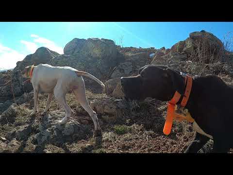 2021 tavşan keklik avları Partridge hunt Partridge and