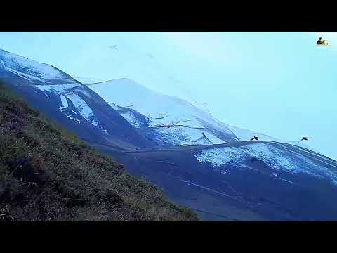 2023 4K keklik avı Partridge hunt ingiliz pointer Chasse à