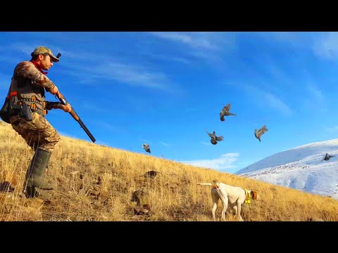 MÜKEMMEL KEKLİK AVI VİDEOSU 2019 PARTRİDGE HUNT 2019
