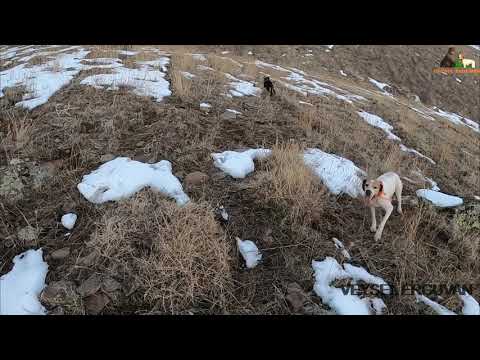 2021 tavşan keklik avları Partridge hunt Partridge and