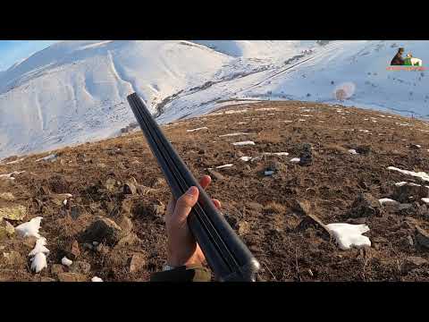 2020 tavşan keklik avları Partridge hunt Partridge and