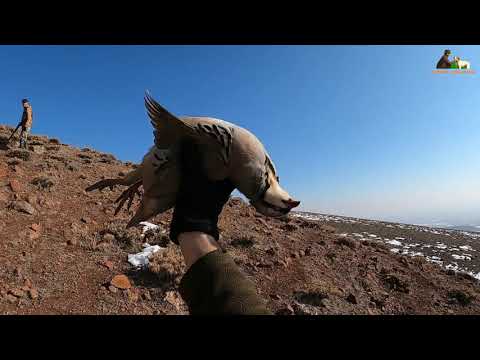 2022 tavşan keklik avları Partridge and rabbit hunts Chasse