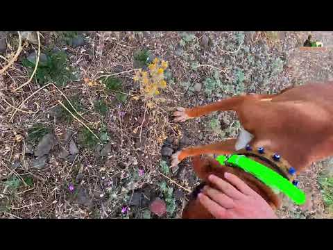 2024 Heyecan Dolu Bıldırcın Avı İngiliz Pointer Av Köpeği