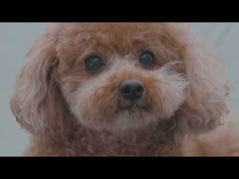 Forest Camping in Rain with My Dog New Hot Tent The Sound