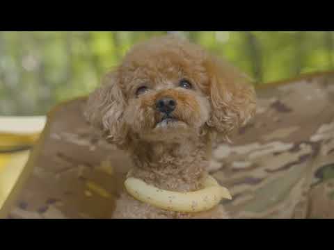 37 Cool Tent Camping with My Dog Korean Spicy chicken feet