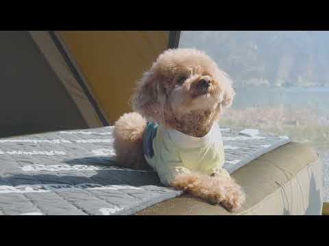 Camping in Calm Sea with My Dog Korean Fermented Skate