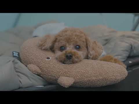 Camping in Heavy Rain with My Dog Perfect Hot Tent Wood