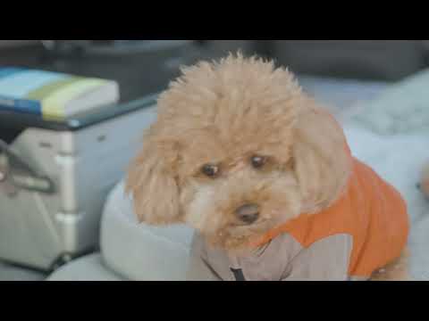 캠핑 브이로그 폭우 쏟아지는 숲 강아지와 단둘이 아늑한 우중캠핑 디스커버리4 차박 우중차박 빗소리 ASMR