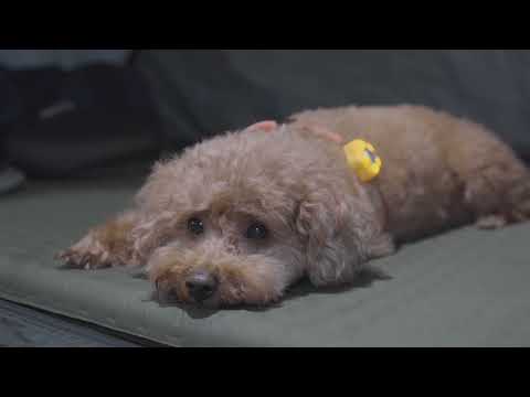 캠핑 브이로그 극한 폭염 34 털복숭이 푸들과 겁도 없이 떠난 무더위 현실 캠핑 여름 숲 ASMR