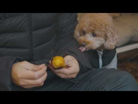 Winter Camping in the Snow with My Dog Hot Tent Wood Stove