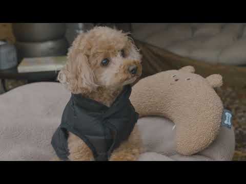 Hot Tent Camping in Forest with My Dog Roast Fish in the