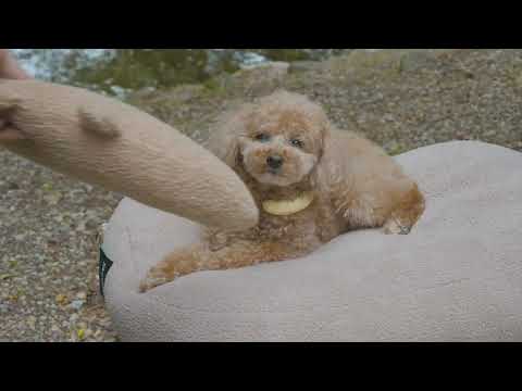 Camping in Forest with My Dog Korean Fried Chicken Spicy