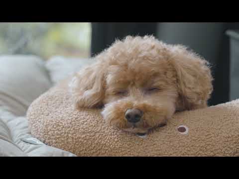 Camping in Rain with My Dog Cozy Inflatable Tent Thunder