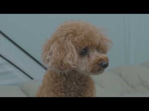 Heavy Rain Camping in a Tesla Model Y Juniper with My Dog