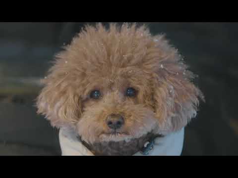 캠핑 브이로그 극한의 눈보라 하지만 너무나 따뜻했던 텐트 안 설중캠핑 강아지와 겨울 차박 화목난로 ASMR
