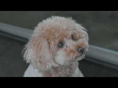Camping in Heavy Snow with My Dog 2 Room Inflatable Tent
