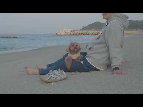 캠핑 브이로그 나의 강아지와 함께 떠난 동해바다 차박 여행 디스커버리4 차박 바다 파도소리 ASMR