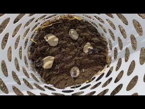 How to Grow Potatoes in a Laundry Basket Easy Garden HACK