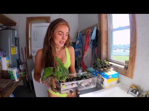 BROCCOLI BIKINI COWBOY BOOTS EXPLORING SHIPWRECK ON BEACH