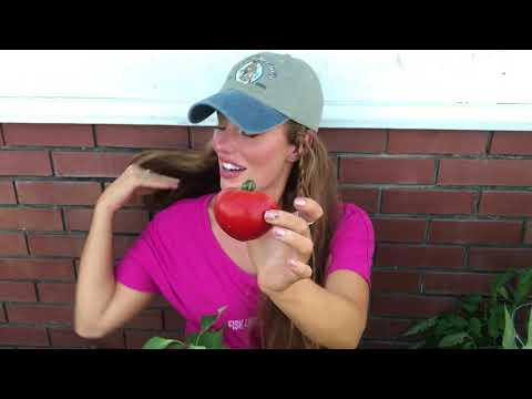HUGE HARVEST Garden Update tomatoes hot peppers onion and