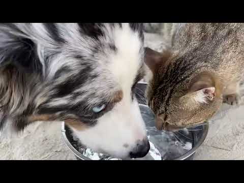 Beach BIKINI Fishing w my CAT AND DOG BONUS BEAR FOOTAGE