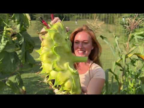 More than I Can Handle End of Summer Garden Tour