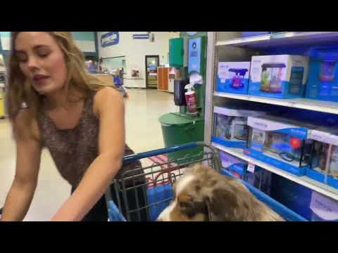 PetsMart Nightmare Two Crazy Australian Shepherds