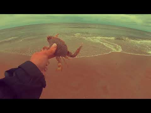 HUGE FISH FROM THE SURF Overnight camping beach surf