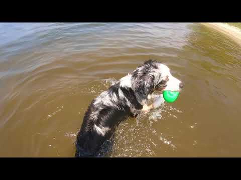 Teaching my Australian Shepherd Puppy how to SWIM