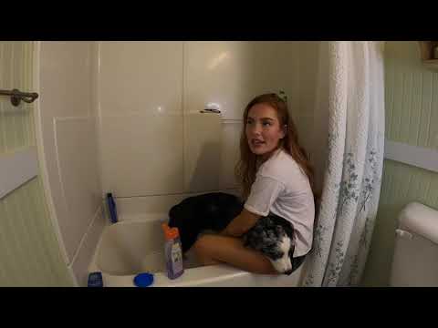 Giving My Australian Shepherd a BATH