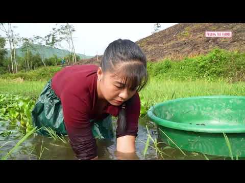 Joining The Village s Giant Snail Harvest Traditional
