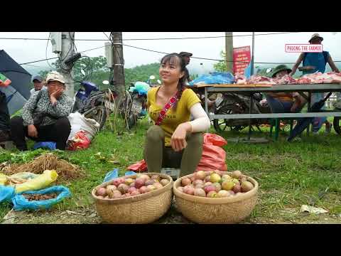Inside the Garden Harvesting Tons of Passion Fruit Caring