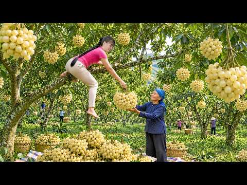Harvest The Sweet Longan Quickly Goes to market sell Take
