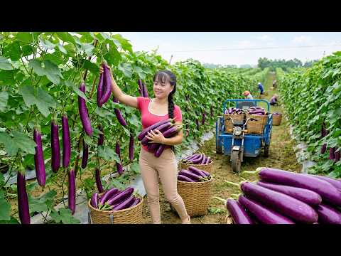 Harvesting Lots of Purple Eggplants Taking Fresh Eggplants