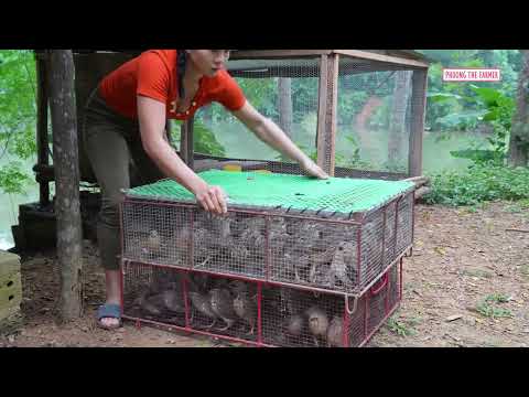Daily Life on a Quail Farm Harvesting 150 Quails Buying 100