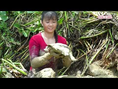 Hand Harvesting Turtles from Shallow Freshwater Ponds