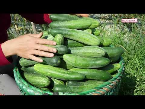 Joining The Village s Fresh Cucumber Harvest Relaxing Farm