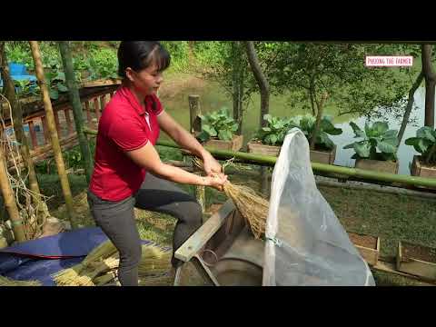 Satisfying Upland Sticky Rice Harvest Huge Crop Goes To