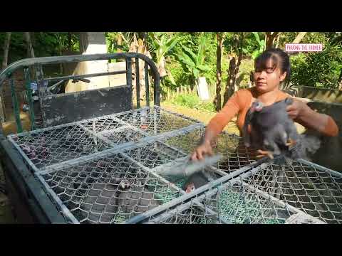 Harvesting A Huge Flock Of Pheasants 3 Wheeled Truck