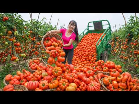 Fresh Clean Tomato Harvest Bumper Crop Goes To Countryside
