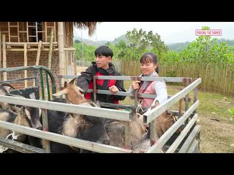 Everyone Stopped to Watch Riding a Giant Goat Leading a